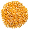 Popcorn ziarno kukurydzy