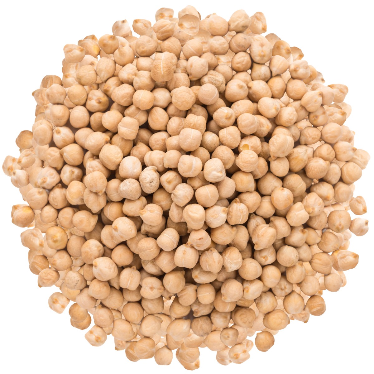 Ciecierzyca - cieciorka, groch włoski