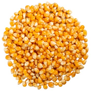 Popcorn ziarno kukurydzy