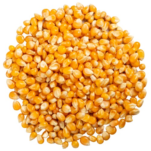 Popcorn ziarno kukurydzy